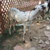Bakra for Sale in Faisalabad