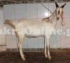 Goat for Qurbani in Islamabad