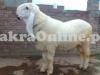 White Sheep for Sale