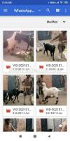 10 healthy bakray for sale urgent age 9 to 10 months qurbani 2021 purp