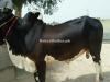 Beautiful cholistani bull