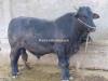Bull for quarbani
