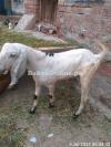 Goat Sindhi Desi