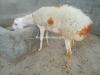 Sheep For sell urgent