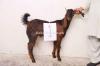 Male Goats for sale