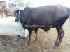 Bull for Qurbani Eid بچھڑا برائے قربانی