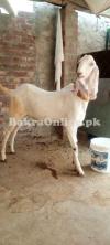 Beautiful White Male Goat Rajnpuri Qurbani 2022