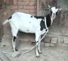 Pure Barbari milking goat