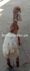 Bakra for Sale RS.16000