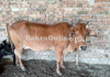 Betiful Indian Cow To Buy