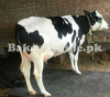 Holstein Friesan Cow help family pls buy