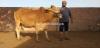 BULLS SALES FOR QURBANI BULLS SALES FOR QURBANI