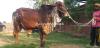 VIP HEAVY WEIGHT BULL FOR SALE FOR QURBANI VIP HEAVY WEIGHT BULL FOR SALE FOR QURBANI