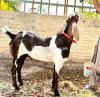 Huge size bakra in beautiful colour