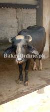 Buffaloe for sale for Eid-ul-Adha