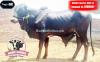 BULLS SALES FOR QURBANI BULLS SALES FOR QURBANI
