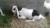 Beautiful Goat 2 dant
