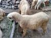 MUNDRAY SHEEP FOR SALE