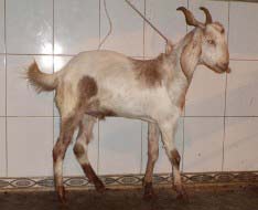 Bakra Online Images