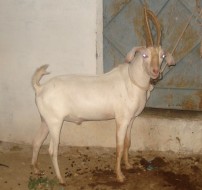 Bakra Online Images