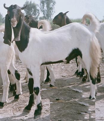 Bakra Online Images