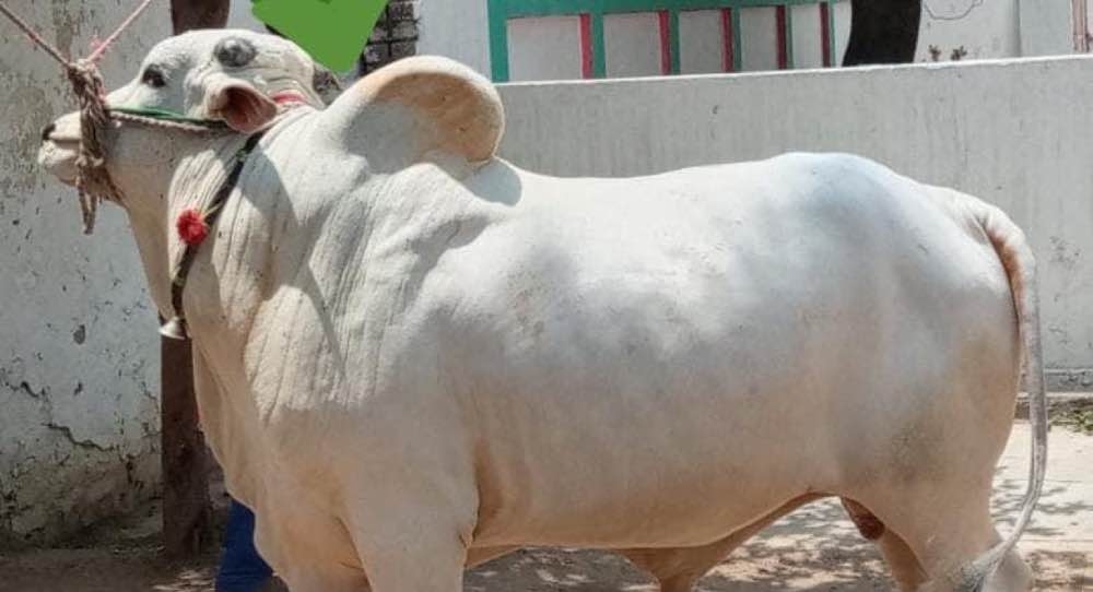 Qurbani k 4 bachry