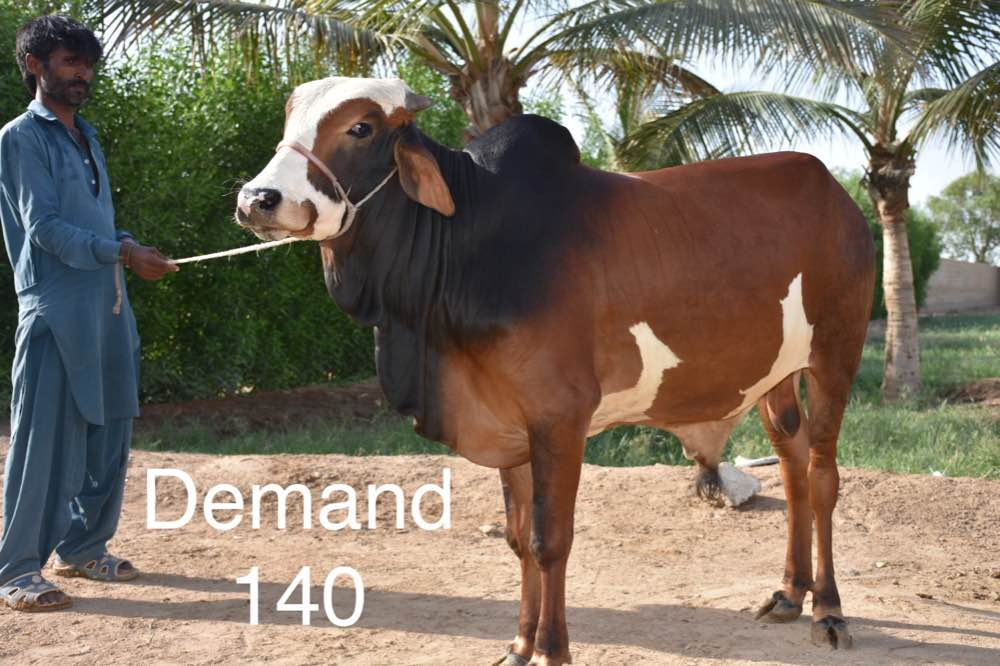 Eid Animals 2020
