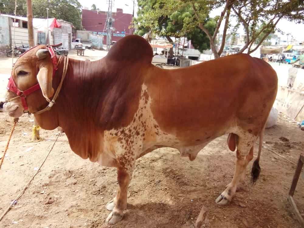 Qurbani COW 2020 04 dant