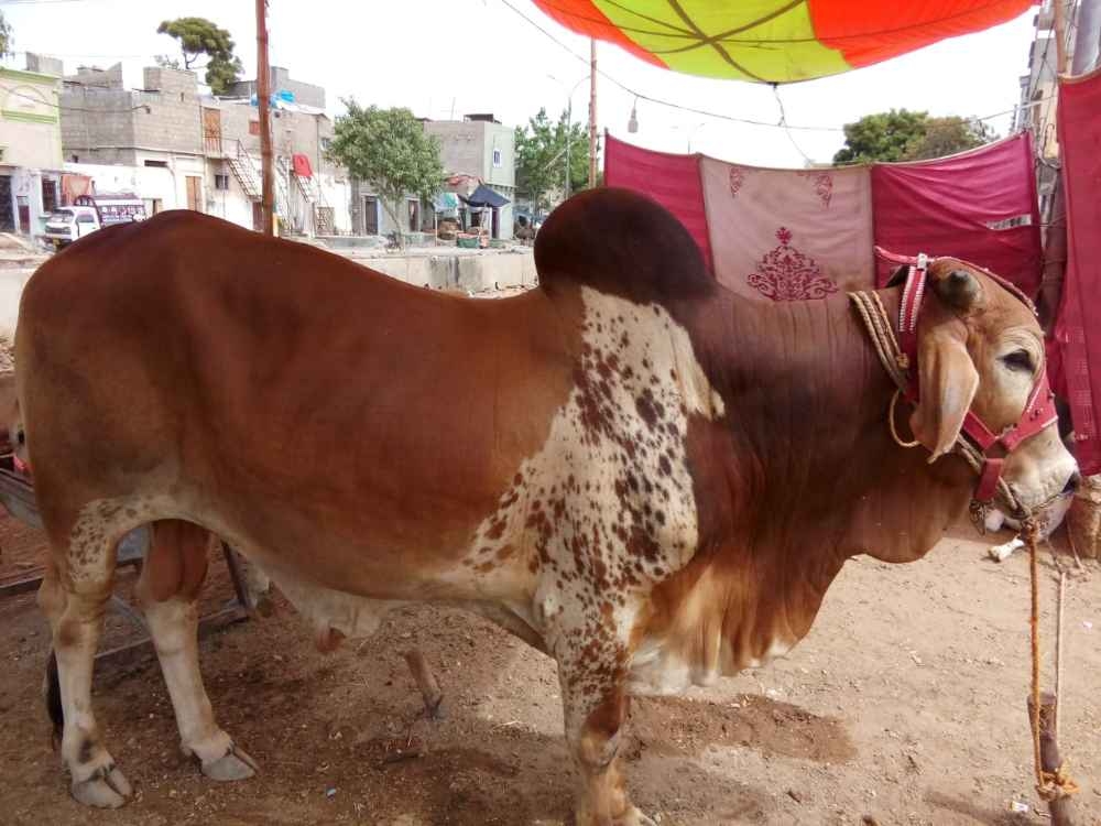 Qurbani COW 2020 04 dant