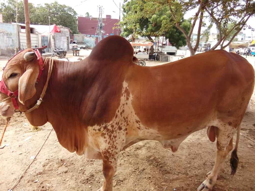 Qurbani COW 2020 04 dant