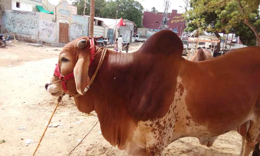 Qurbani COW 2020 04 dant
