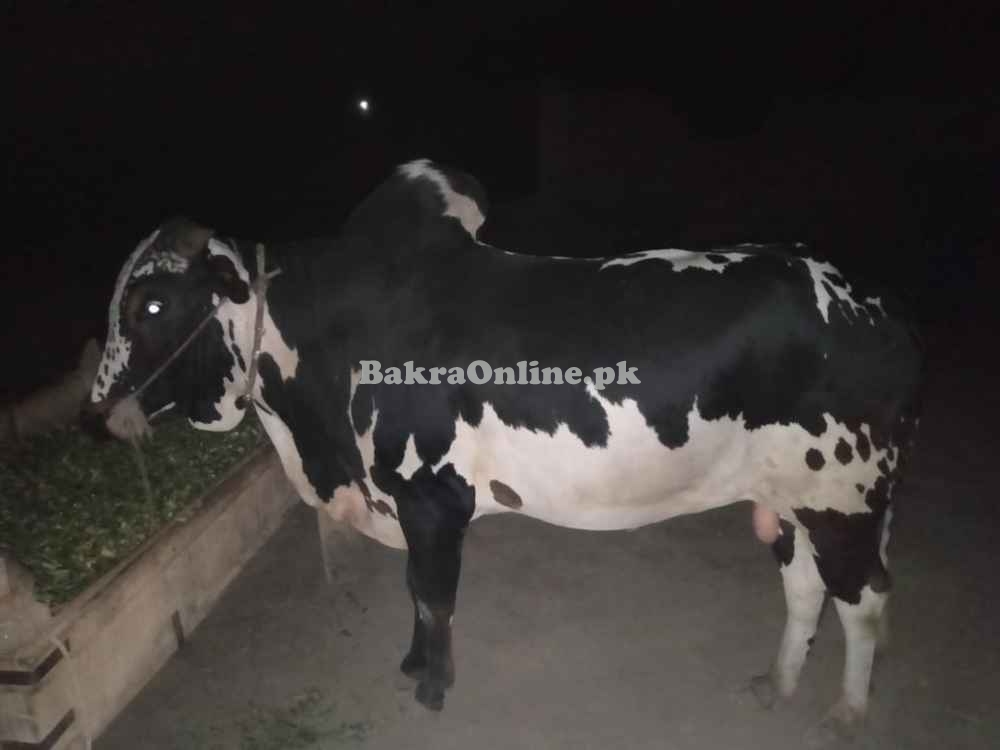 Qurbani Janwar Sale Affordable Price