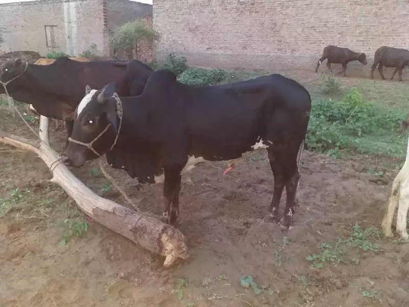 Bull for sale very low price