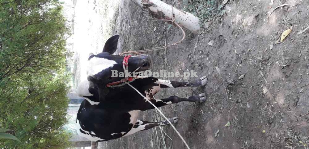 Jugno for sale in shorkot