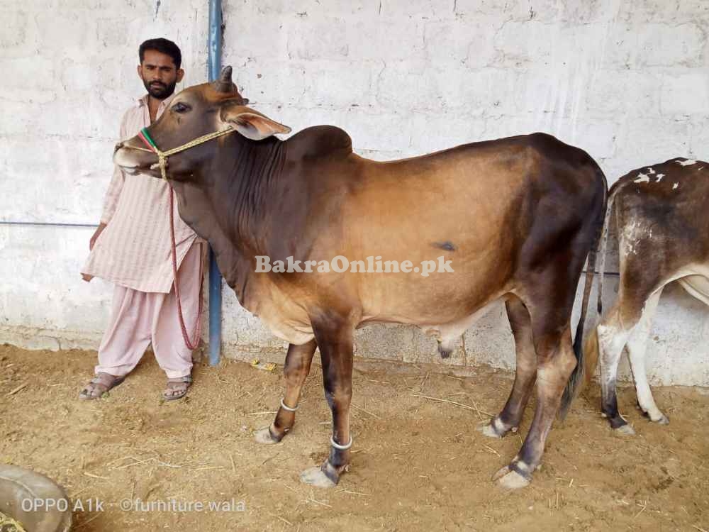 Qurbani 5 bulls