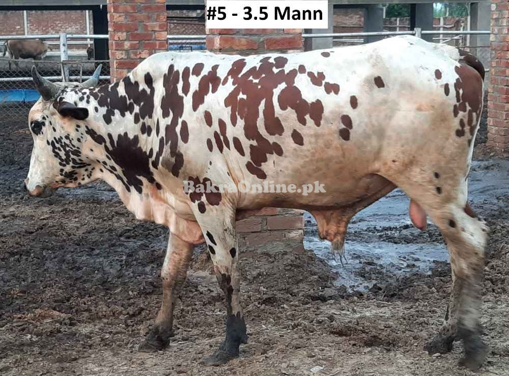 Affordable Qurbani Bull Bachra # 2
