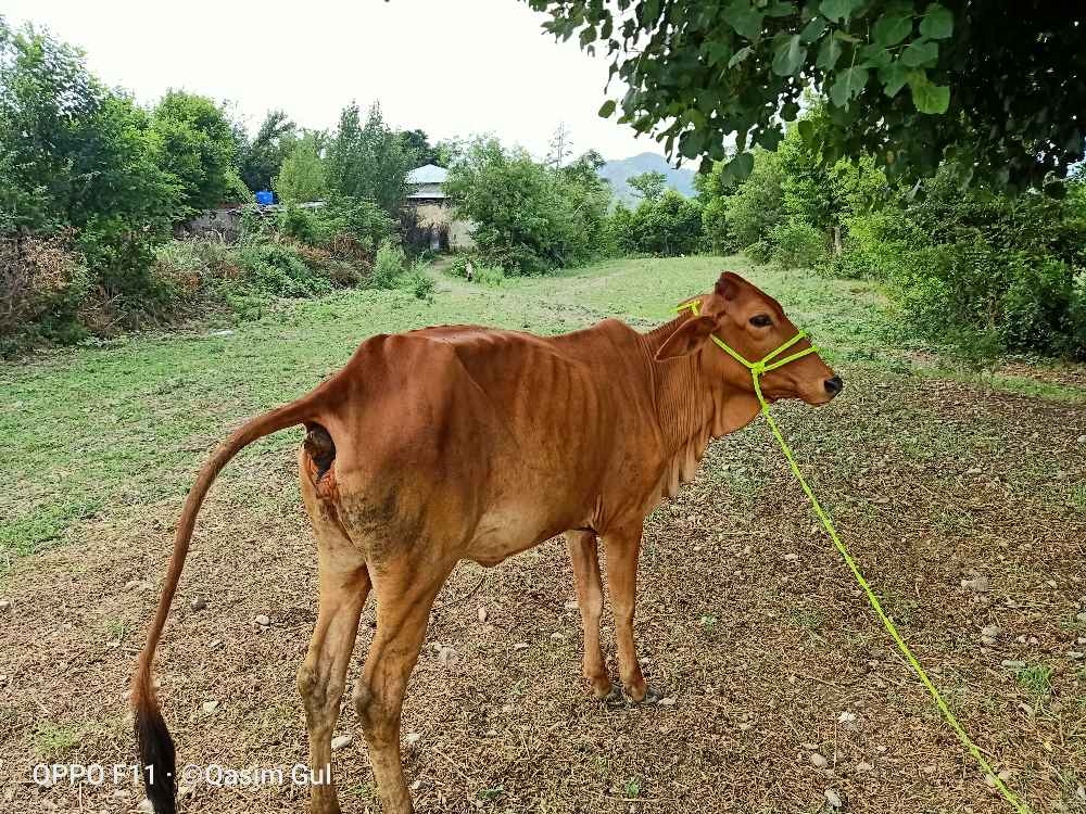 قربانی کے لئے نوجوان گائے