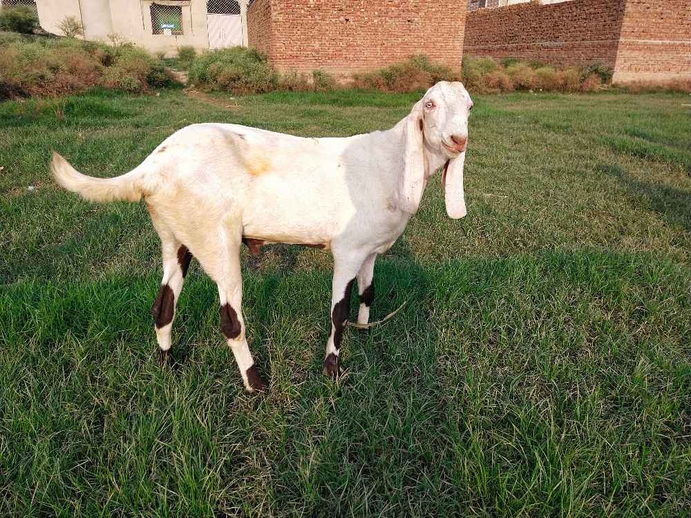 Rajanpuri best quality bakra