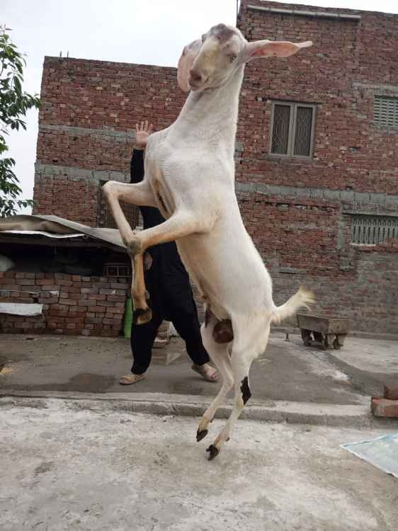 Rajanpuri Bakra for sell