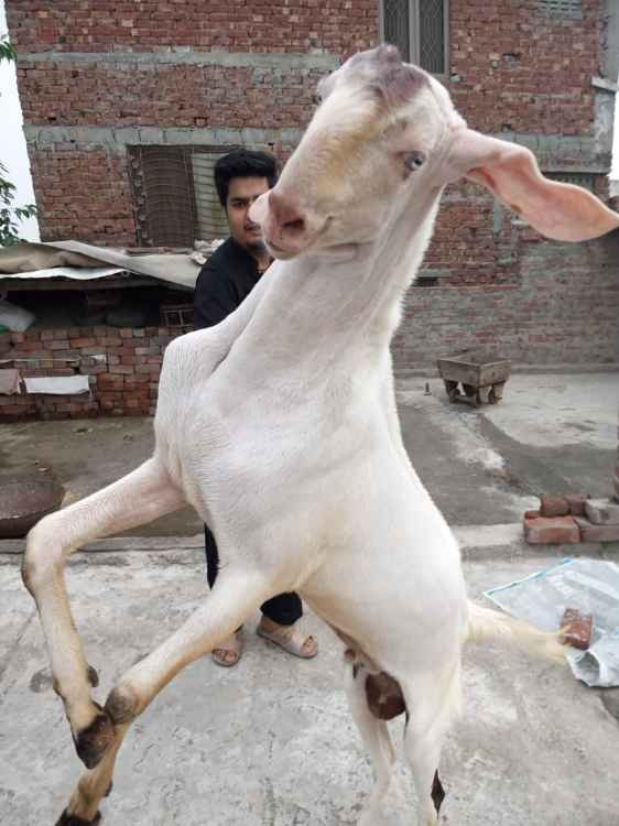 Rajanpuri Bakra for sell