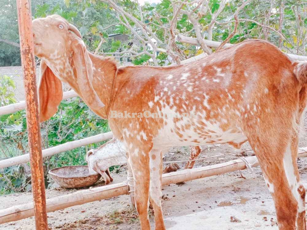 Desi Makhi Cheene Bakre