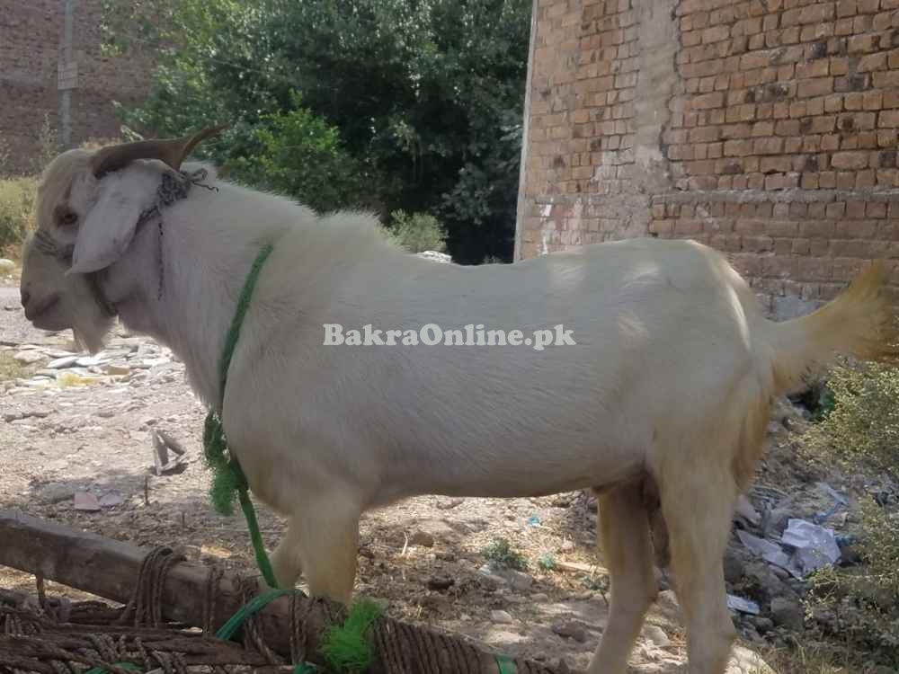 Healthy Beautiful Bakra in Peshawar City