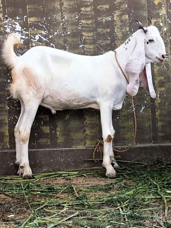 Gulabi ghr k paly hwe bakre available hain jisko chahiye contact kry