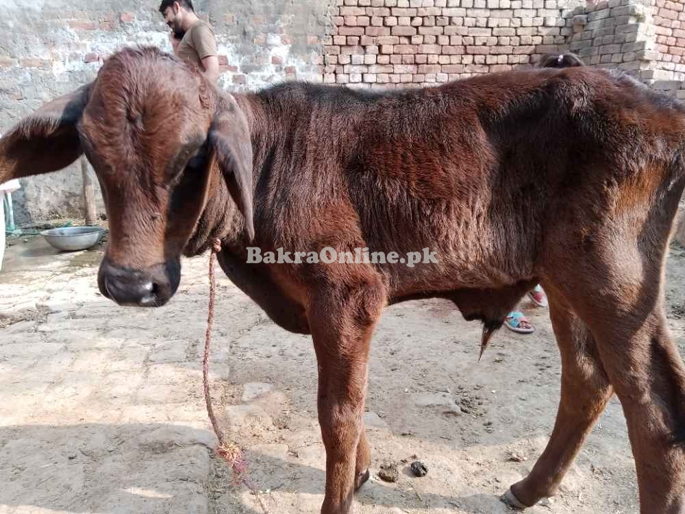 Cow 2 suwe balck colour