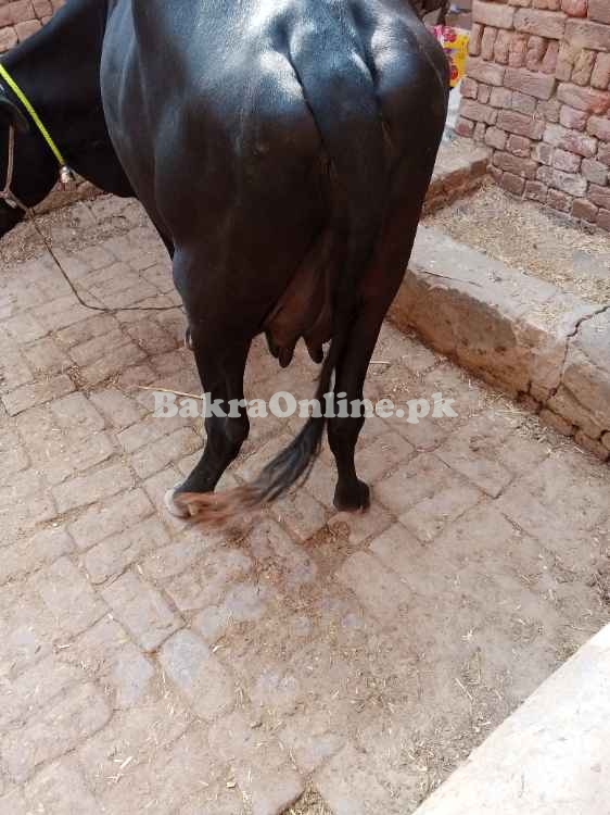Cow 2 suwe balck colour