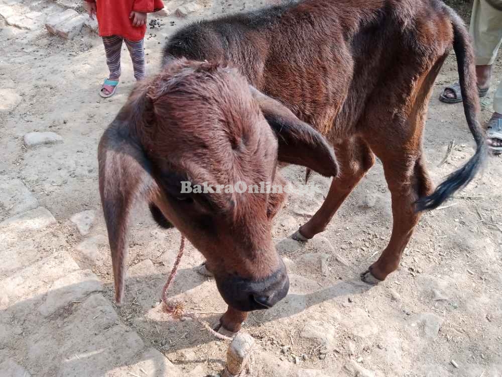 Cow 2 suwe balck colour