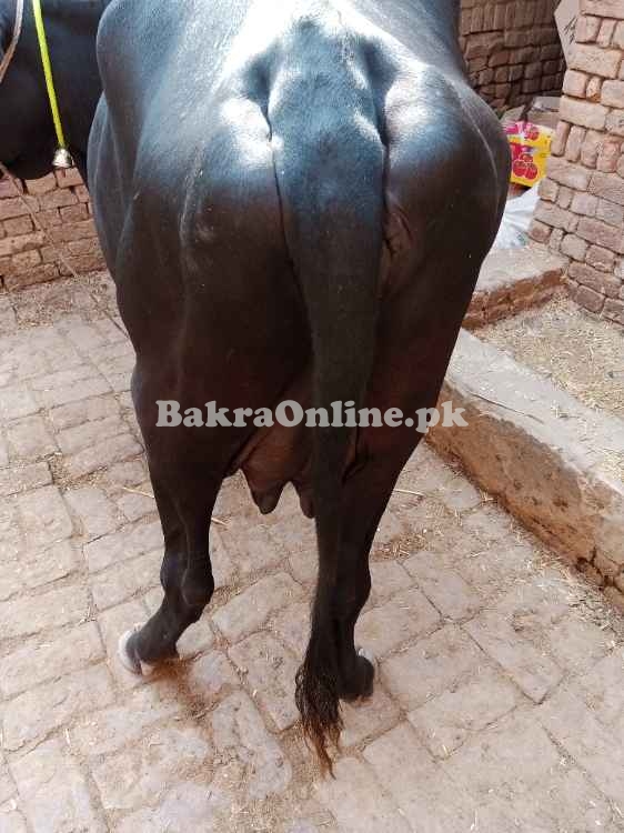Cow 2 suwe balck colour