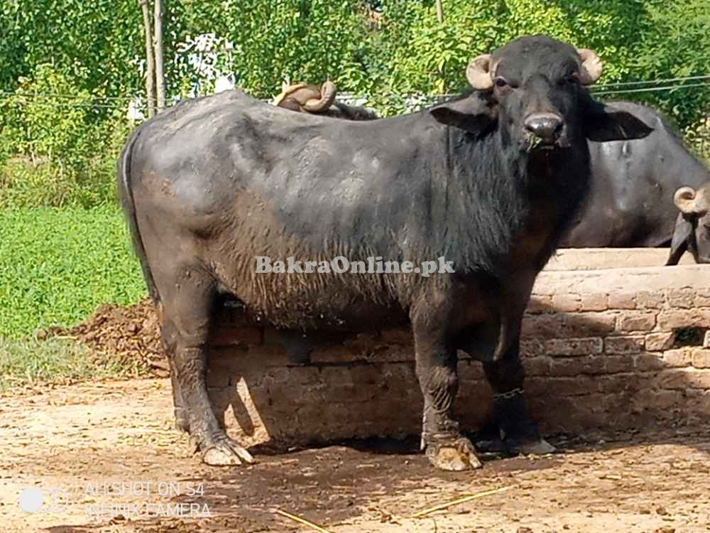Buffalo for Sale