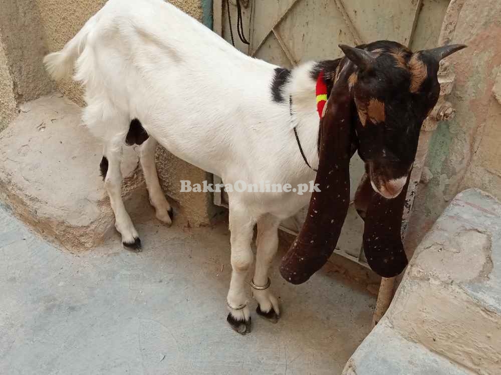 Kamori bakra Bacha 6 to 7 month age