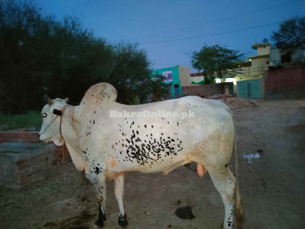 Bull For Sale In Pakistan